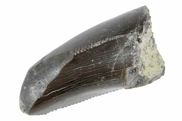 Serrated, Feeding Worn Dinosaur (Allosaurus) Tooth - Colorado #222509